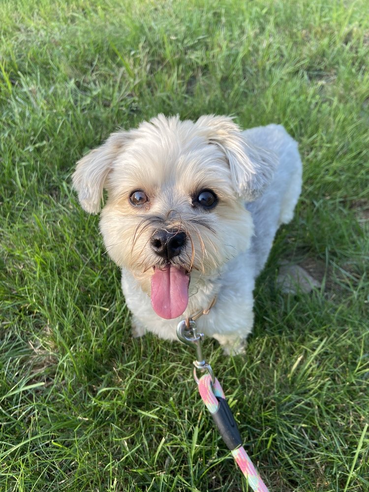 BUBBLES & BOWS PAW SPA Updated September 2024 239 County Rd 19