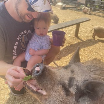SoCalMiniPigs - Pet Breeders Near Me - Valley Center, California
