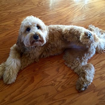 Springview Goldendoodles - Pet Breeders Near Me Springview Goldendoodles - Pet Breeders Near Me