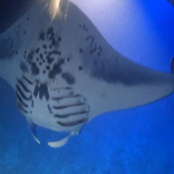 Torpedo Tours - Manta Ray - Boating Near Me