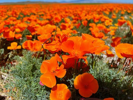 Walker Canyon by null