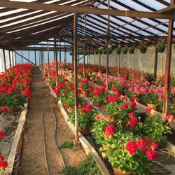Moore's Greenhouses