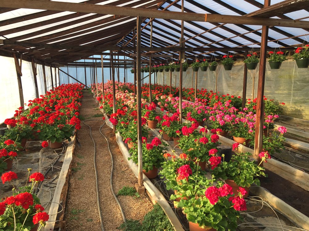 MOORE’S GREENHOUSES 27 Photos 651 Church Rd, Madison, MS Yelp