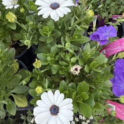 Walmart Garden Center - Look at these unique flowers!