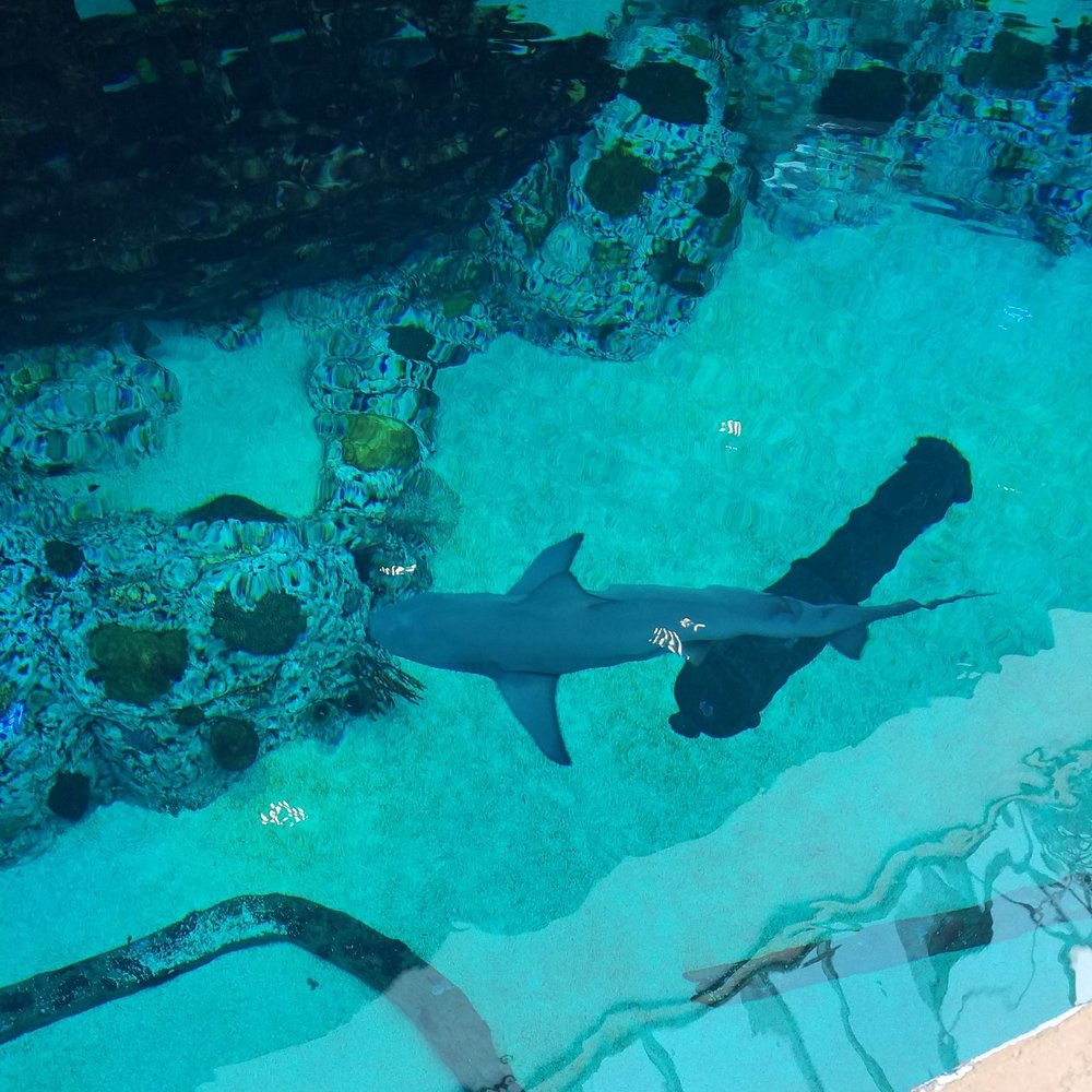 Texas State Aquarium - Aquariums Near Me - Corpus Christi, Texas Texas State Aquarium - Aquariums Near Me - Corpus Christi, Texas