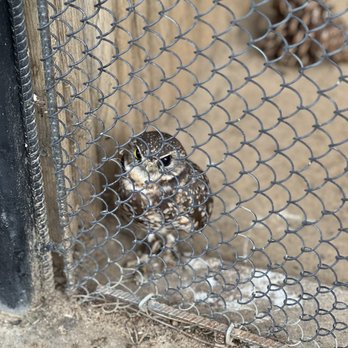 Orange County Zoo - Orange County Zoo in Orange County in Irvine California. A small owl in a cage. - Zoos Near Me - Orange, California