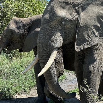 Bush Signature - Elephants on promenade - Tours Near Me Bush Signature - Elephants on promenade - Tours Near Me