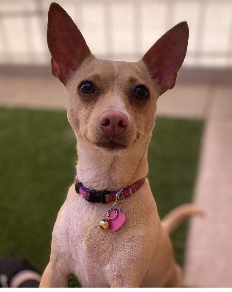 HEAVENLY PET RESORT 96 Photos & 134 Reviews Pet Groomers 913 N