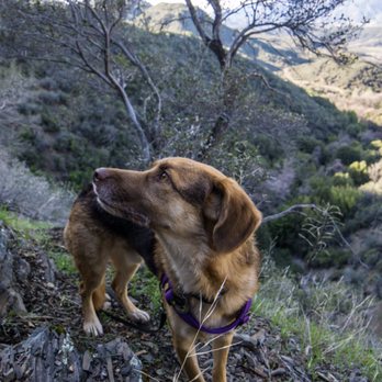 Rose Valley Falls - Hiking Near Me - Ojai, California Rose Valley Falls - Hiking Near Me - Ojai, California