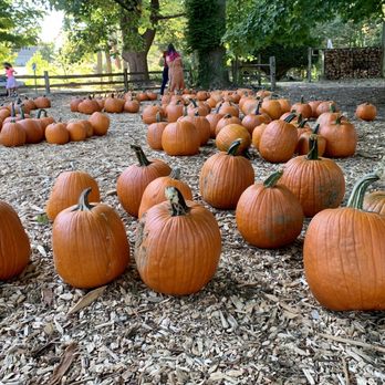Pakeen Farm - Pumpkin patch - CSA Near Me - Canton, Massachusetts