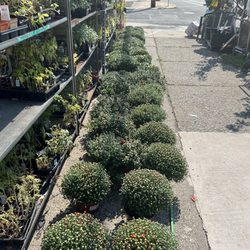 Mums are coming soon