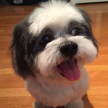 Happy Pet Paradise - Pet Sitting Near Me - Temple City, California Happy Pet Paradise - Pet Sitting Near Me - Temple City, California