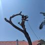 Photo of Gustavo Hernandez Landscaping