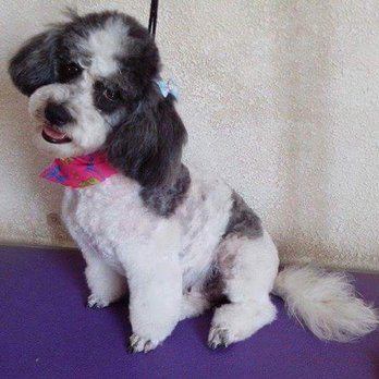 Estética Canina Perroso - Pet Groomers Near Me - Rosarito, BCN Estética Canina Perroso - Pet Groomers Near Me - Rosarito, BCN