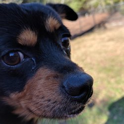 Sutton's Southern Pet Retreat - W. Columbia