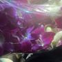 Photo of Vannys Flower Shop And Water Supplies