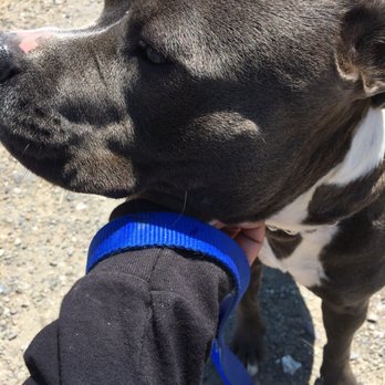 Miranda Animal Rescue - A couple of the awesome Pitbulls at Mirandas - Pet Adoption Near Me - Fortuna, California Miranda Animal Rescue - A couple of the awesome Pitbulls at Mirandas - Pet Adoption Near Me - Fortuna, California
