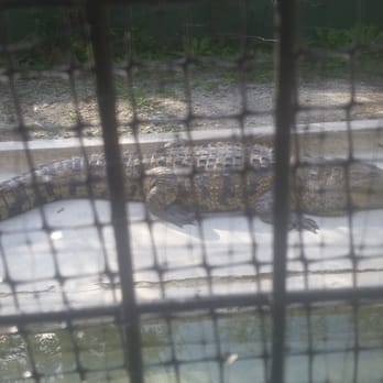 Jungle Adventures - So neat to see these guys up close! - Tours Near Me - Christmas, Florida Jungle Adventures - So neat to see these guys up close! - Tours Near Me - Christmas, Florida