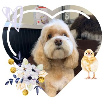 Kelly's Upscale Puppy - Pretty as a picture - Pet Groomers Near Me - Blaine, Washington Kelly's Upscale Puppy - Pretty as a picture - Pet Groomers Near Me - Blaine, Washington