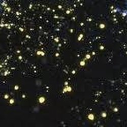 Iwahig Firefly Watching - Photos from Google since mine were just black screen shots