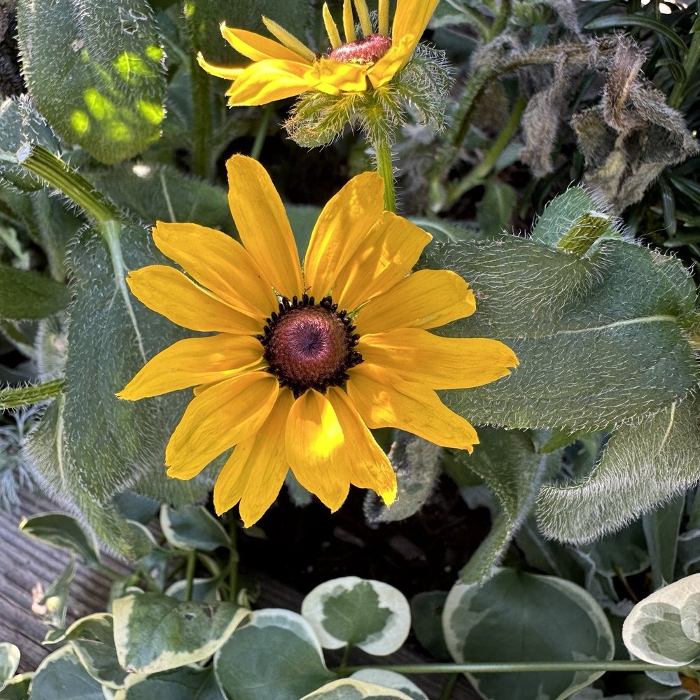 Outdoor flowers Outdoor flowers