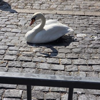 Bürkliplatz - A cute swan! - Landmarks & Historical Buildings Near Me - Zürich, ZH
