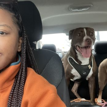 DAWG Philadelphia - Pet Transportation Near Me DAWG Philadelphia - Pet Transportation Near Me