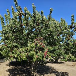 U Pick Orchards