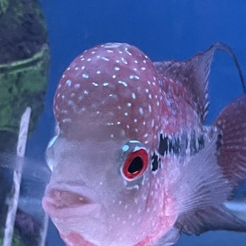 Splash Aquarium - Local Fish Stores Near Me - Sacramento, California Splash Aquarium - Local Fish Stores Near Me - Sacramento, California
