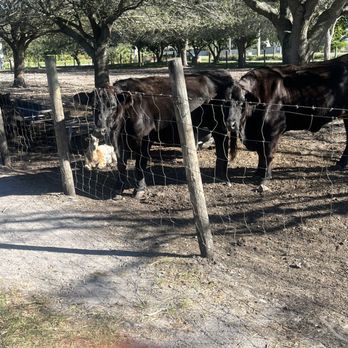 Family Farm - Fruits & Veggies Near Me - Davie, Florida Family Farm - Fruits & Veggies Near Me - Davie, Florida