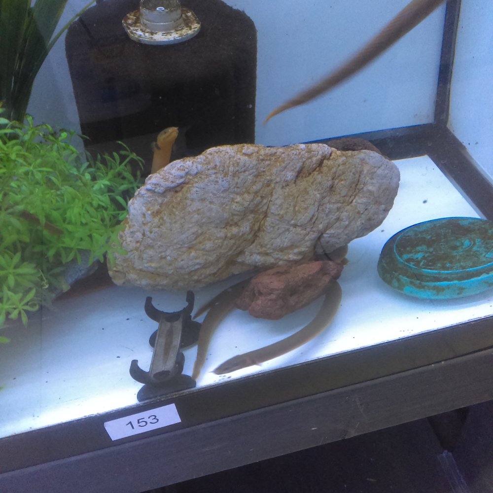 Monster Aquarium - Aquarium Services Near Me - Flushing, New York Monster Aquarium - Aquarium Services Near Me - Flushing, New York