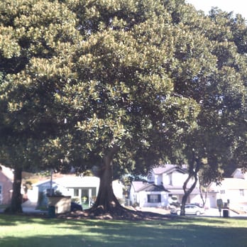 Monteith Park - MASSIVE magnolia tree! - Parks Near Me - Los Angeles, California
