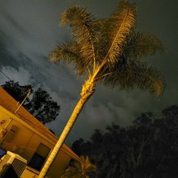 FG Lawn & Landscaping Corp - Palm trimming