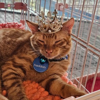Cat Cafe Maui - Pet Adoption Near Me - Kahului, Hawaii
