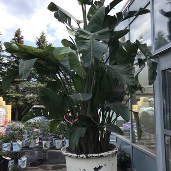 Valleyview Gardens - Wow, that's huge! - Nurseries & Gardening Near Me - Markham, Ontario