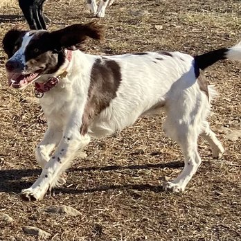 Everything Pets - Violet loves her friends! - Dog Walkers Near Me - Brentwood, New Hampshire