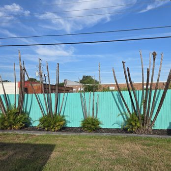 Enjoy The View - My palms :( - Tree Services Near Me - Merritt Island, Florida Enjoy The View - My palms :( - Tree Services Near Me - Merritt Island, Florida