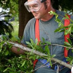 Mark Allen Davidson Tree Services - Mark Allen Davidson Tree Services