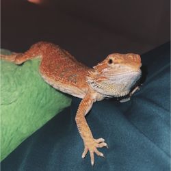 Reptile Encounter - Bearded dragon