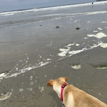 Ocean Beach Dog Beach - First time to see the ocean. - Beaches Near Me - San Diego, California
