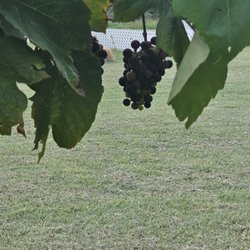 Twisted and Tangled Winery