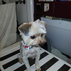 Katy's Mobile Pet Spa - This is him after his haircut he turned out pretty cute!