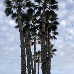 Nellie Gail Ranch Equestrian Center - Lined with Palms too