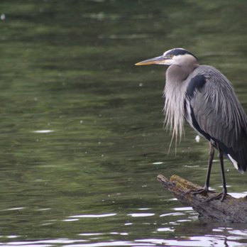 Lake Sammamish State Park - Herons love hanging out here, too - Parks Near Me - Issaquah, Washington