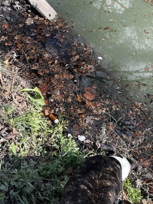 Reverchon Park by null