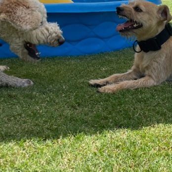 Two Hearts Adventure Dog Ranch - Play time - Pet Boarding Near Me - Queen Creek, Arizona Two Hearts Adventure Dog Ranch - Play time - Pet Boarding Near Me - Queen Creek, Arizona