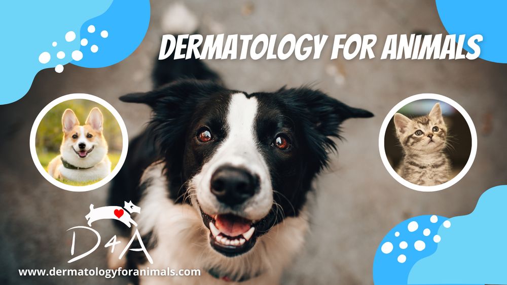 DERMATOLOGY FOR ANIMALS ALBUQUERQUE Updated September 2024 10