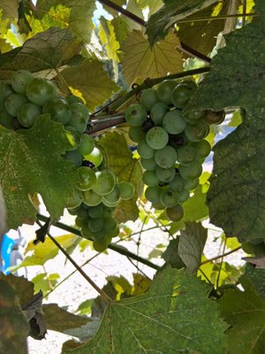 Kelleys Island Wine Co. by null