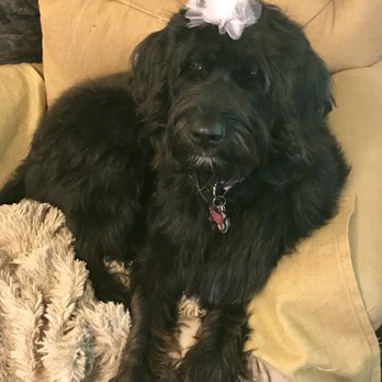 Petco - Pet Training Near Me - Leander, Texas