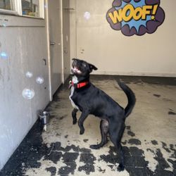 Pup Pup & Away - Playing with bubbles!